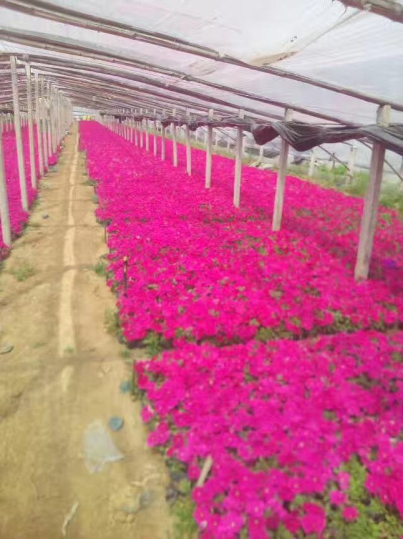 牵矮，矮牵牛，租摆牵牛花，多色矮牵牛花，时令花草