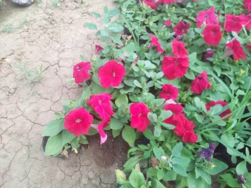 牵矮，矮牵牛，租摆牵牛花，多色矮牵牛花，时令花草