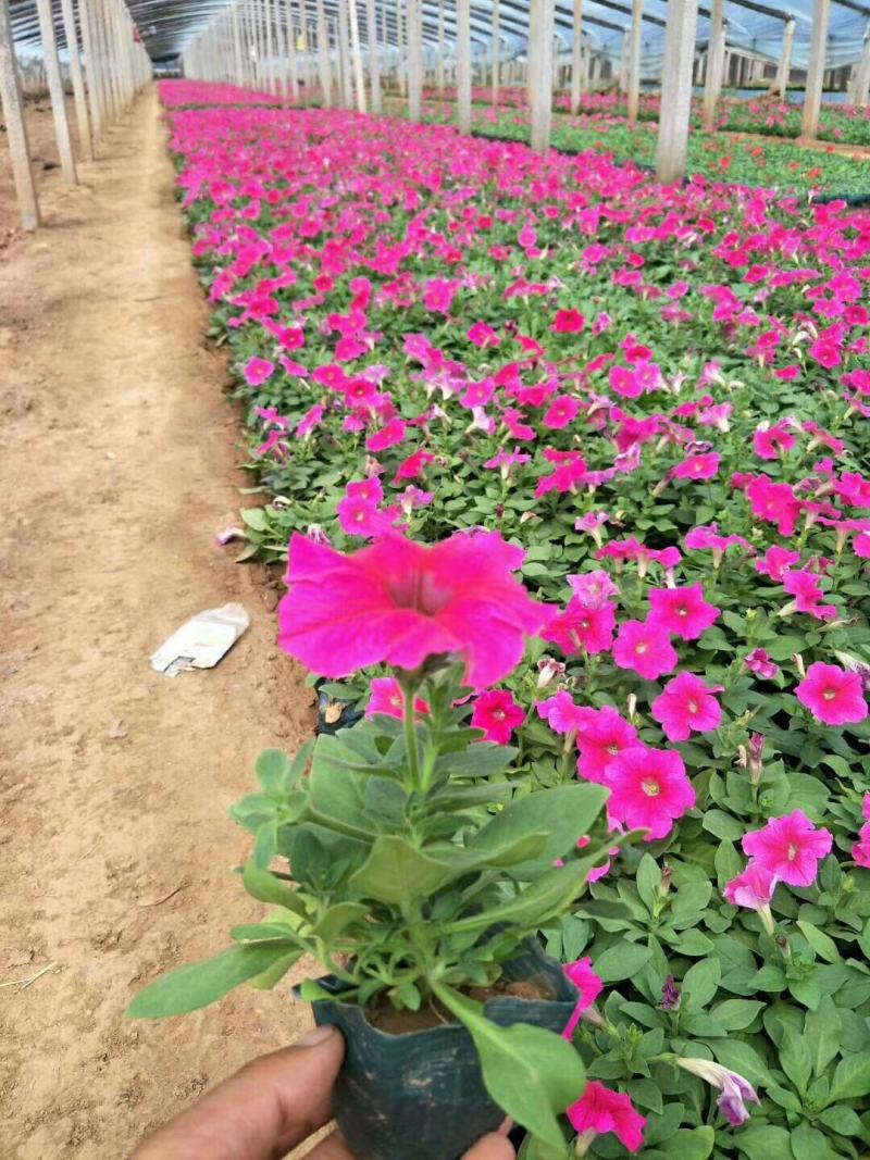 牵矮，矮牵牛，租摆牵牛花，多色矮牵牛花，时令花草
