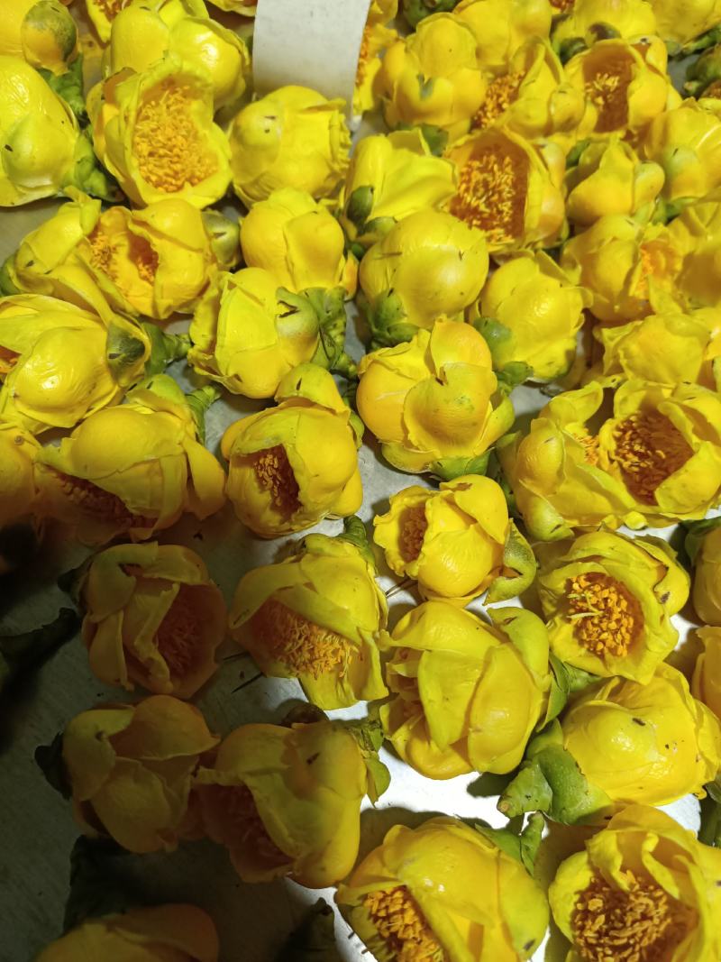 广西防普金花茶冻干花