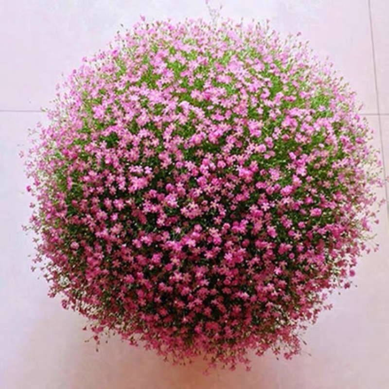 满天星花种子家庭阳台盆栽种植四季易种花草籽切花垂吊