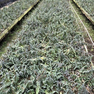 浙江雁荡山红杆软脚铁皮石斛两年苗