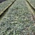 浙江雁荡山红杆软脚铁皮石斛两年苗