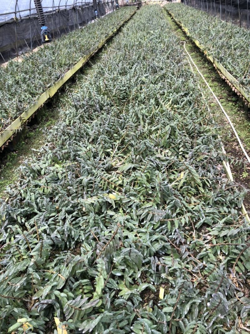 浙江雁荡山红杆软脚铁皮石斛两年苗