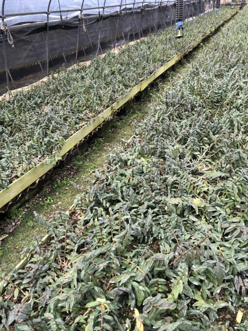 浙江雁荡山红杆软脚铁皮石斛两年苗