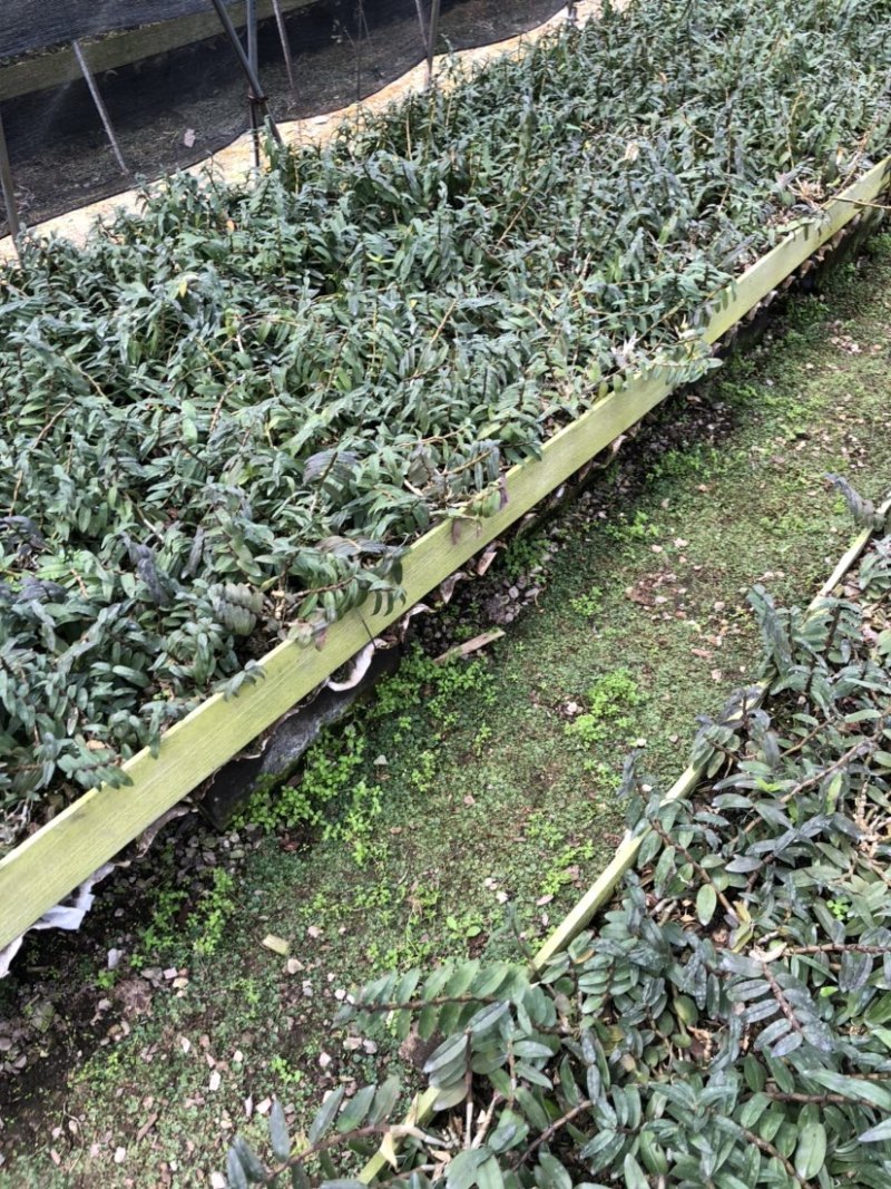 浙江雁荡山红杆软脚铁皮石斛两年苗