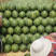 西瓜【包熟包甜】大棚京欣西瓜一茬瓜质量保证全国发货
