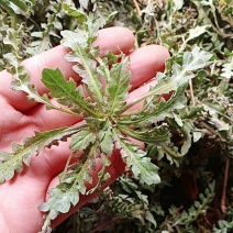 今天上午采摘的野生荠菜