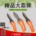 蒜剪剪蒜剪刀蒜剪刀大蒜剪剪蒜头根茎农具剪刀厂家直销包邮