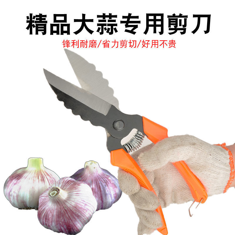 蒜剪剪蒜剪刀蒜剪刀大蒜剪剪蒜头根茎农具剪刀厂家直销包邮