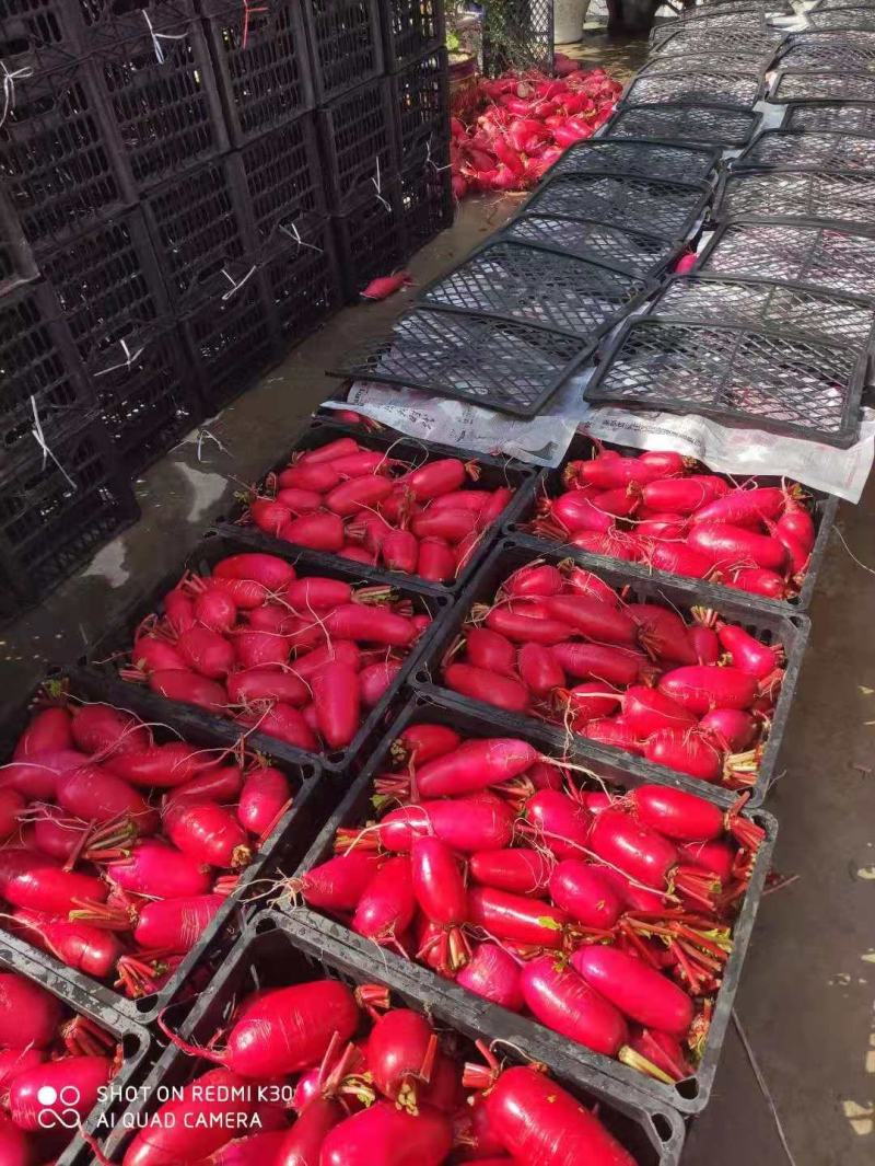 【有好货】精品高山红皮萝卜品质保证基地直供可视频看货