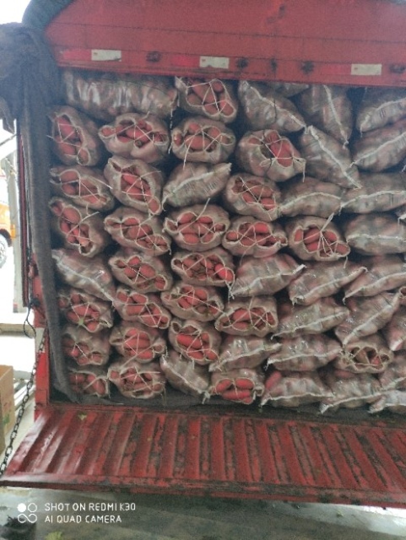【有好货】精品高山红皮萝卜品质保证基地直供可视频看货