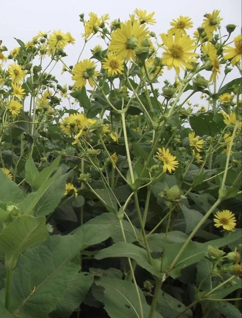 串叶松香草多年生牧草产量高，叶量丰富，耐旱性好