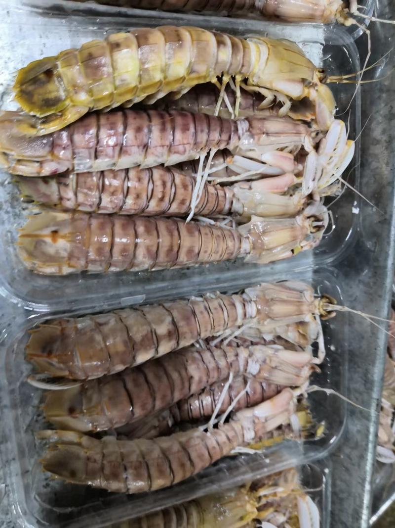 皮皮虾，活煮带膏皮皮虾，条条爆膏，特大，高品质，肉满