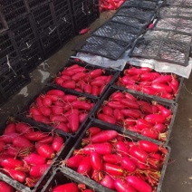 【推荐】新鲜应季蔬菜精品红皮萝卜可提供各种包装可带泥