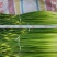 【蒜台】精品蒜苔，一手货源支持视频看货保证质量，干苔