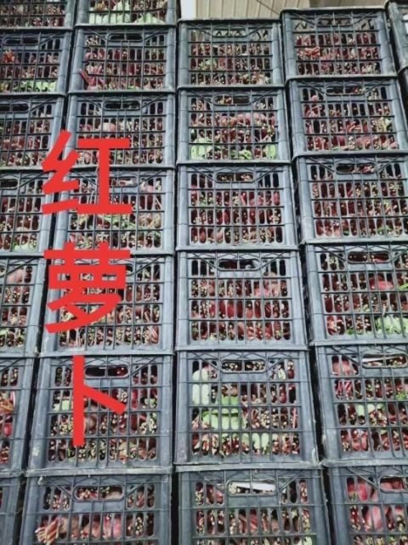 湖北长阳精品红皮萝卜大量供应保质保量批发量大优惠