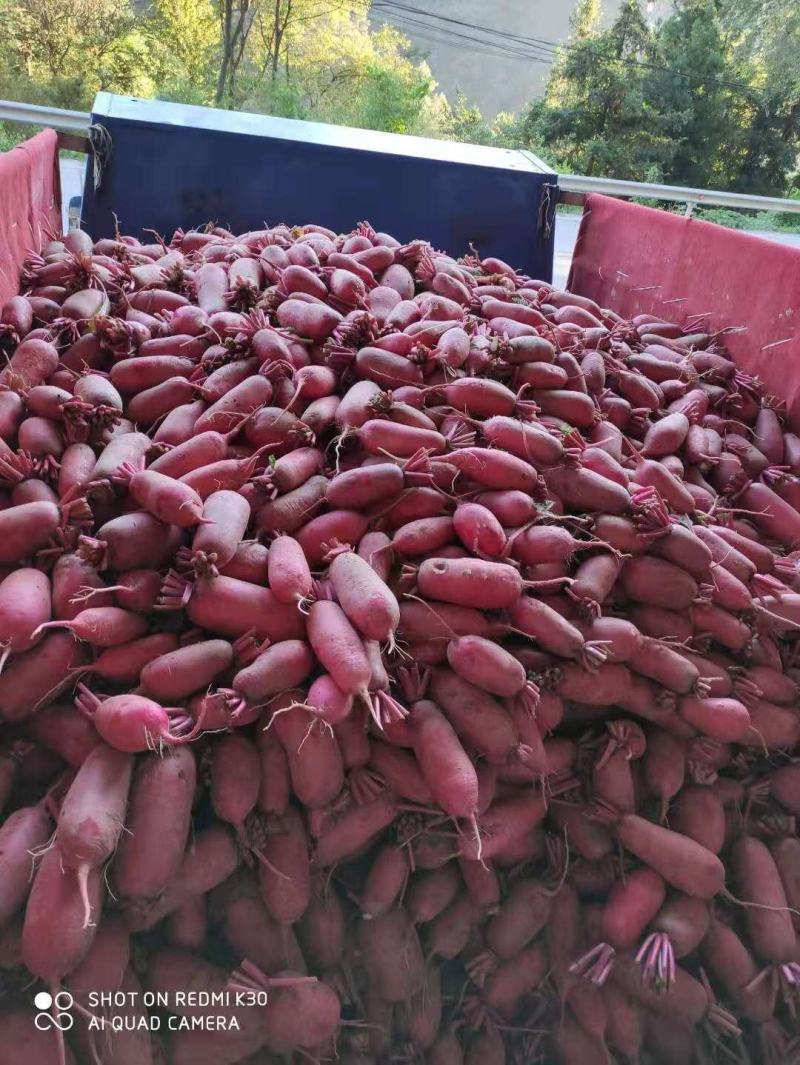湖北长阳精品红皮萝卜大量供应保质保量批发量大优惠