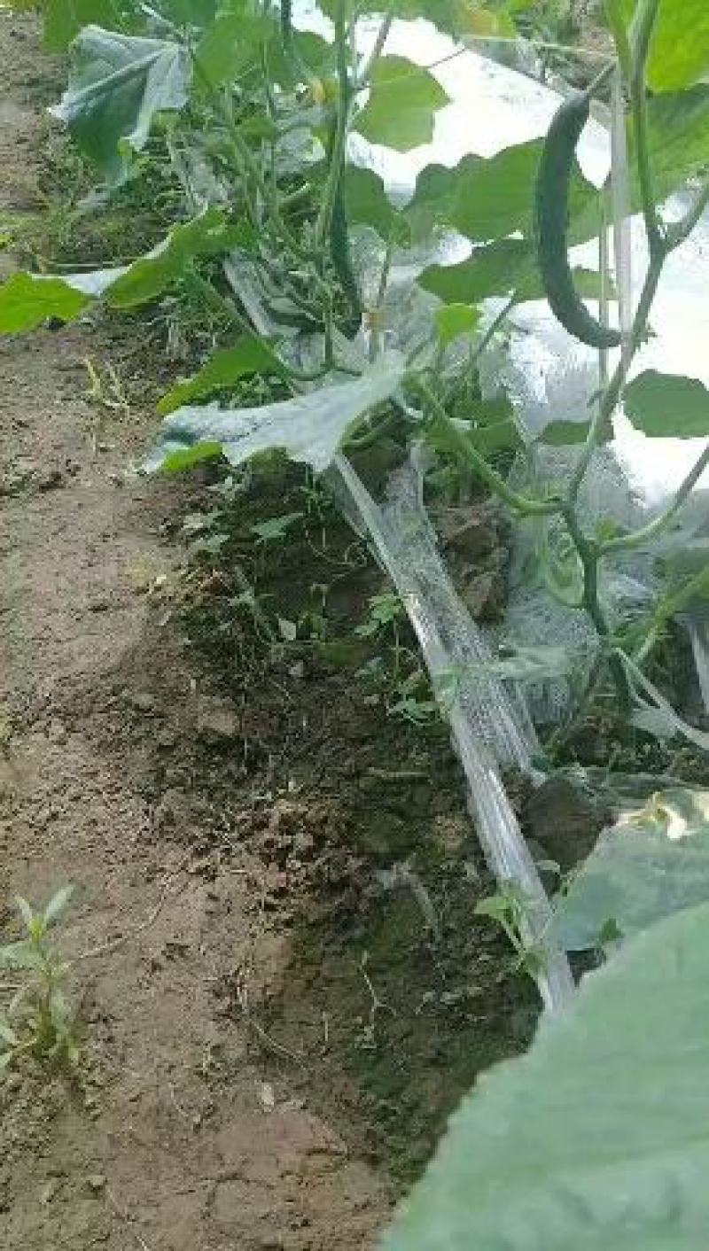 北京绿芯黄瓜口感细腻果味甘甜，受到广大客户的喜欢长期供应