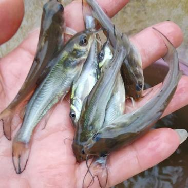 【叉尾鮰】叉尾苗钳鱼渔场直供免费提供养殖资料