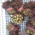 红香椿之乡临朐沂蒙山露天红香椿香椿芽农家种植采摘现摘现发
