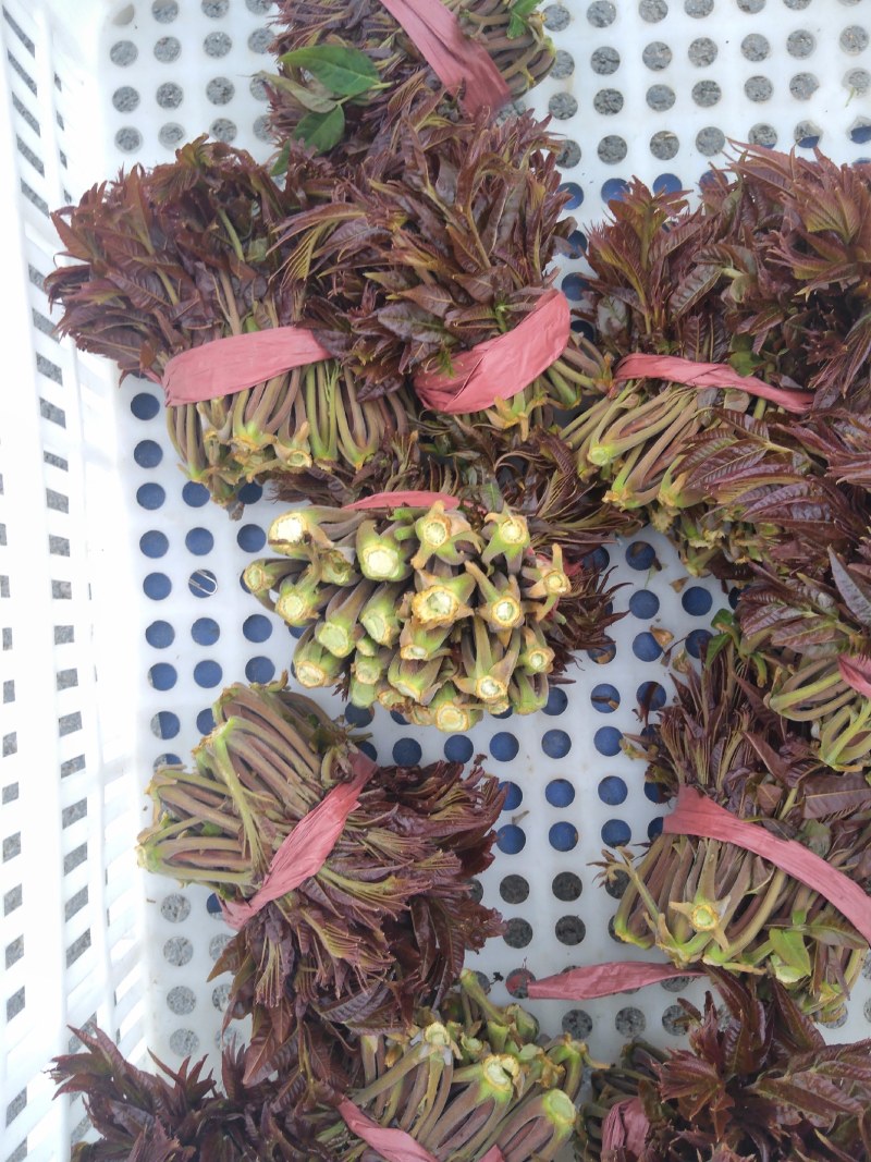 红香椿之乡临朐沂蒙山露天红香椿香椿芽农家种植采摘现摘现发