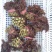红香椿之乡临朐沂蒙山露天红香椿香椿芽农家种植采摘现摘现发