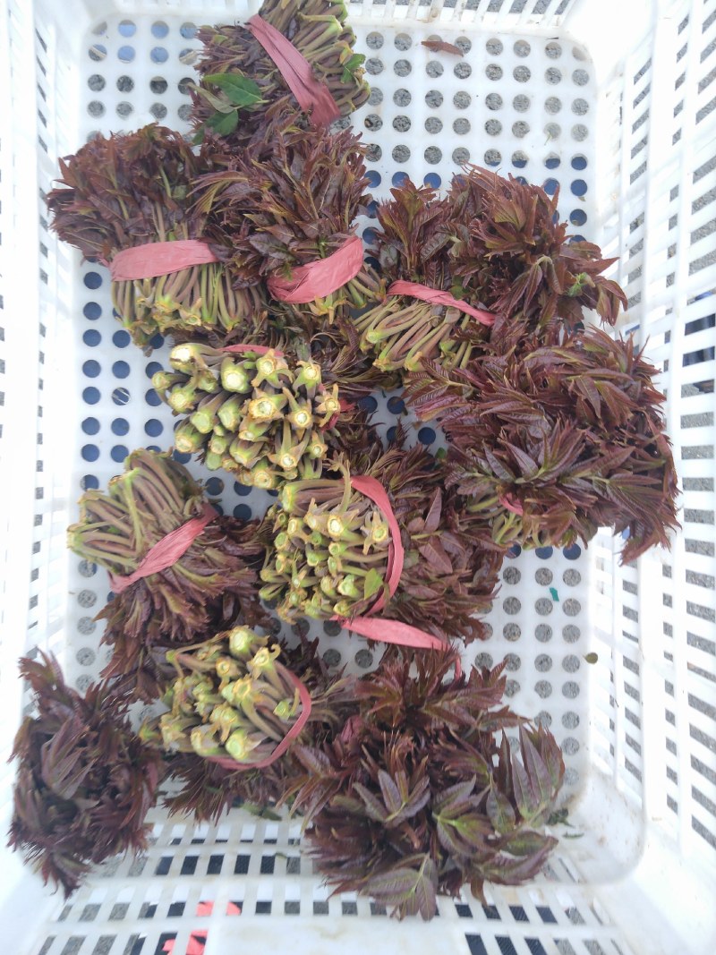红香椿之乡临朐沂蒙山露天红香椿香椿芽农家种植采摘现摘现发
