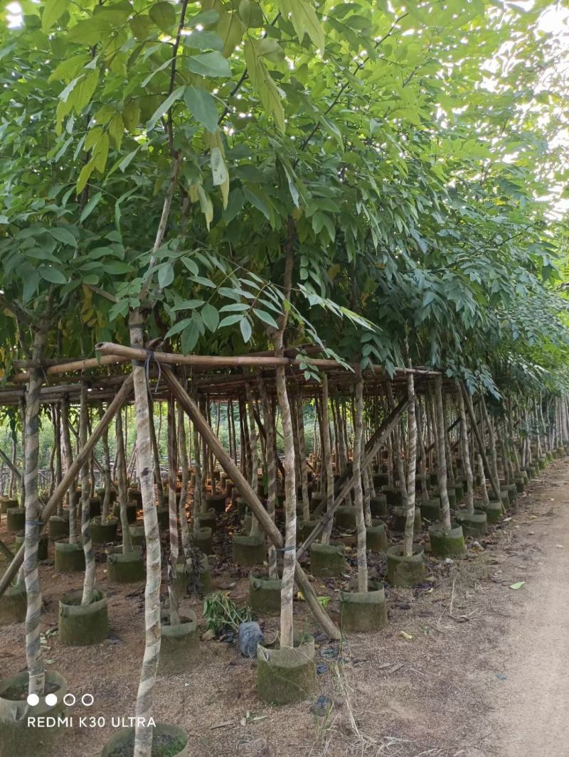 腊肠树、牛角树、波斯皂荚