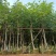 腊肠树、牛角树、波斯皂荚