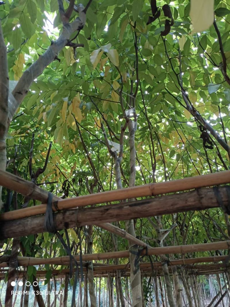 腊肠树、牛角树、波斯皂荚