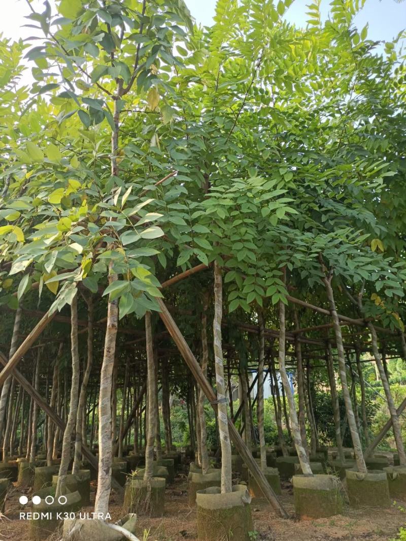 腊肠树、牛角树、波斯皂荚