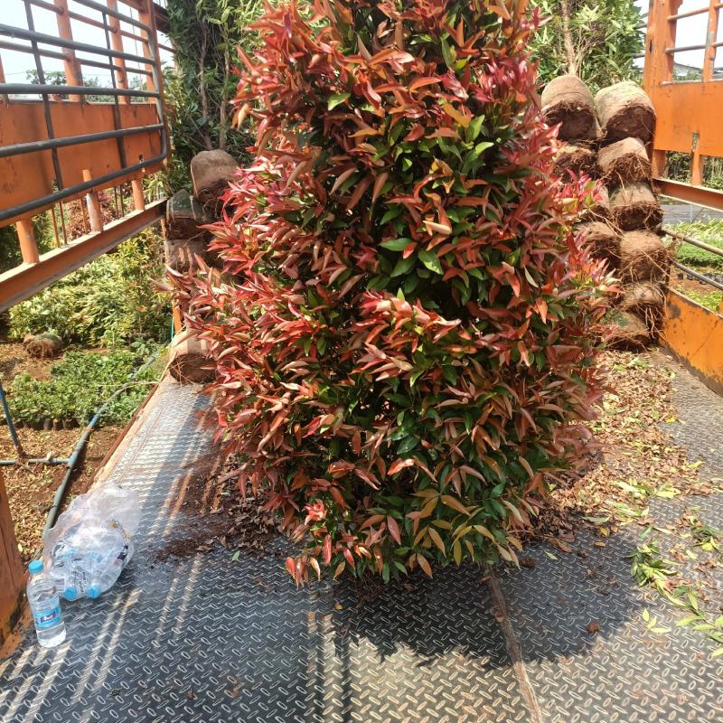 红车绿化工程苗小区苗