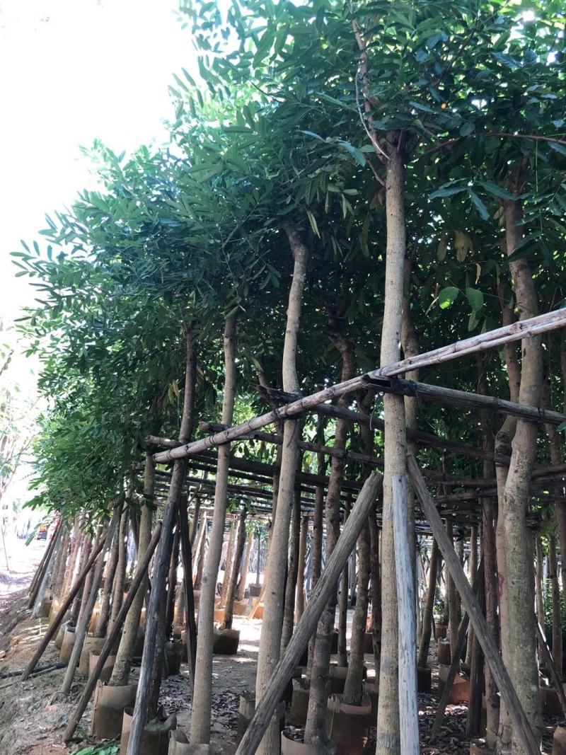 桃花心木树、小叶桃花心木、桃花芯