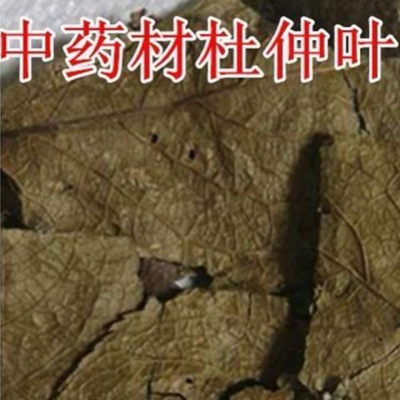 杜仲叶杜仲叶子冷背品种欢迎下单不满意可以退换货