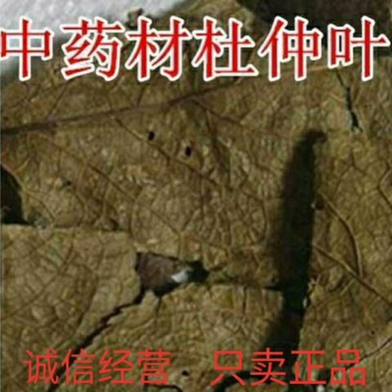 杜仲叶杜仲叶子冷背品种欢迎下单不满意可以退换货