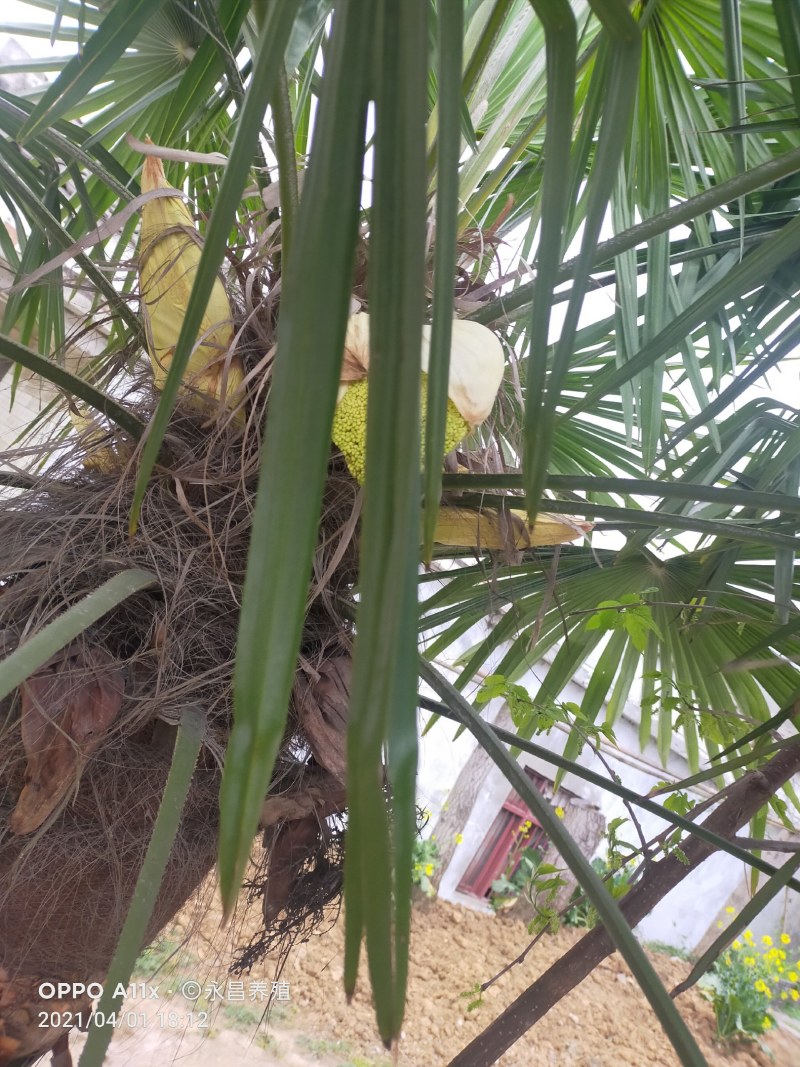棕榈树粽花棕花籽棕包