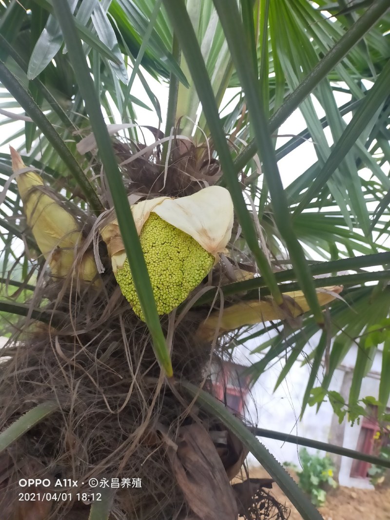 棕榈树粽花棕花籽棕包