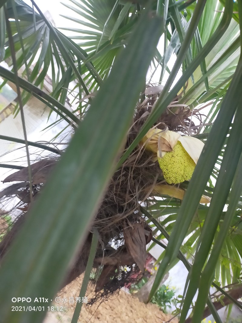棕榈树粽花棕花籽棕包