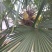 棕榈树粽花棕花籽棕包