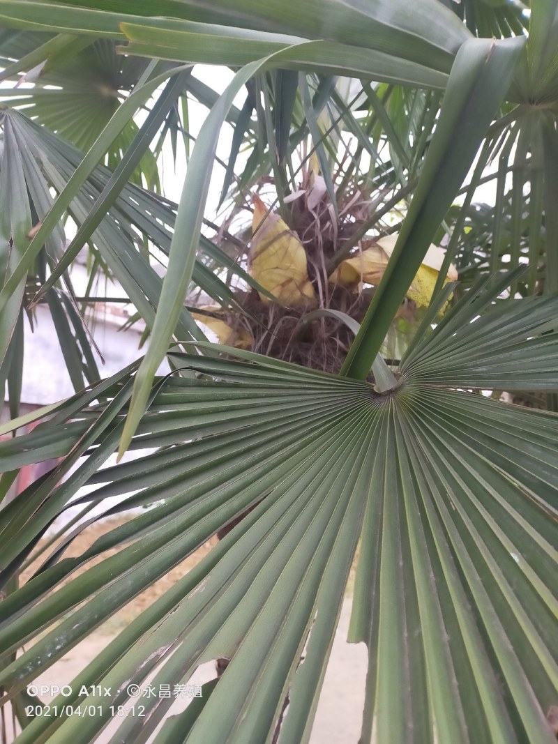 棕榈树粽花棕花籽棕包
