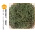 鹅不食草冷背药材产地直发货好不满意可以退换货