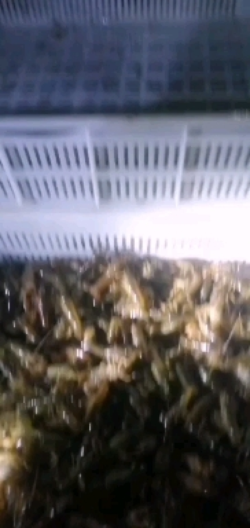 小龙虾苗，商品虾，种虾常年供应，欢迎老板实地考