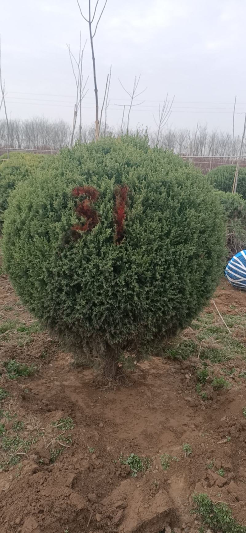 塔快球，红润木质量保证