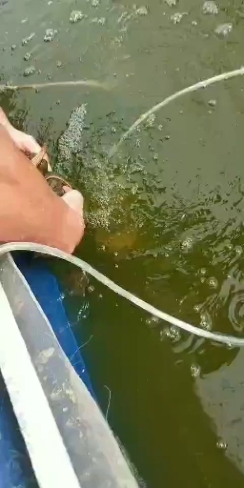 宽体金线蛭苗蚂蟥！提供养殖技术！成品签订包收购同