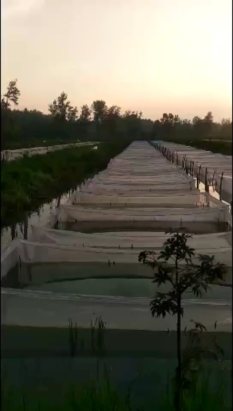 宽体金线蛭苗蚂蟥！提供养殖技术！成品签订包收购同