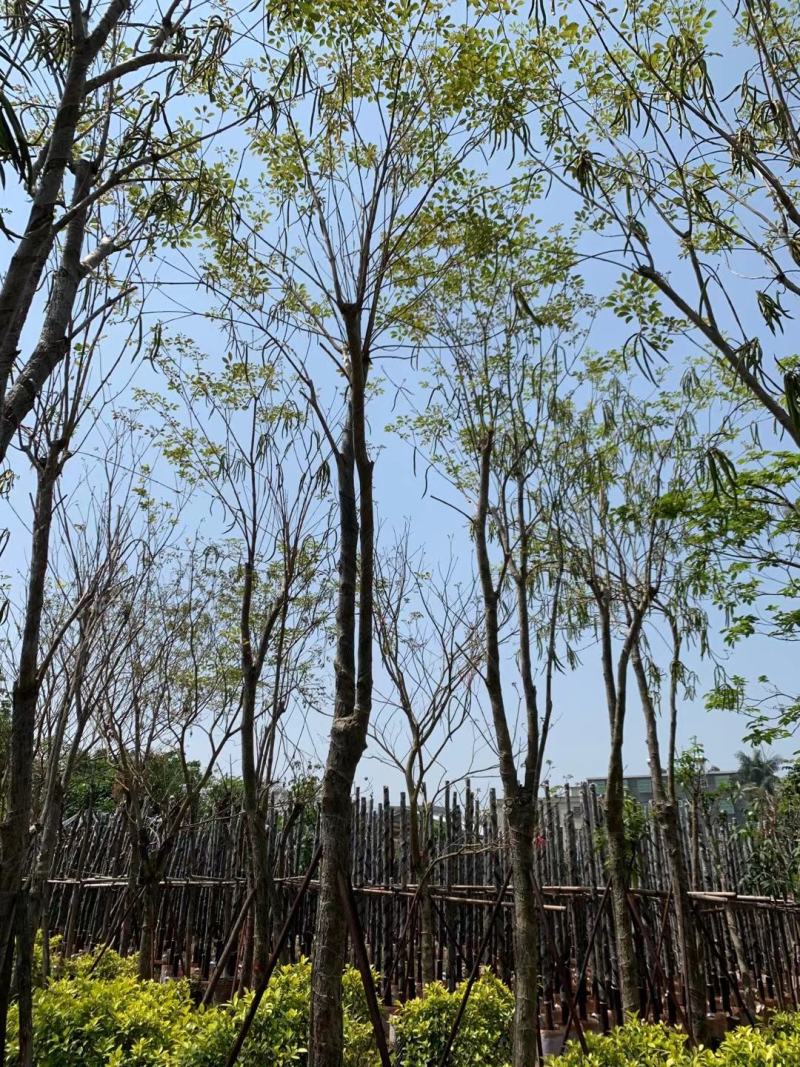 黄花风铃木、黄金风铃木、巴西风铃木绿化行道树
