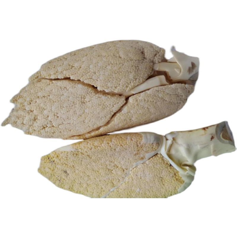 棕榈树粽花棕花籽棕包