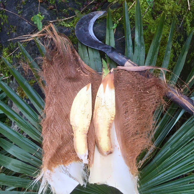 棕榈树粽花棕花籽棕包