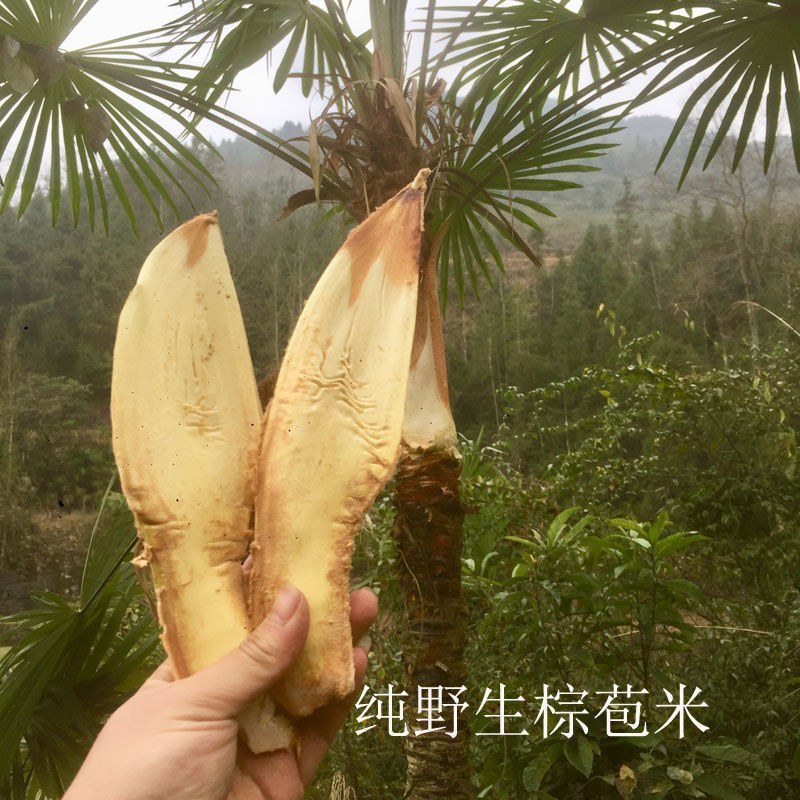 棕榈树粽花棕花籽棕包